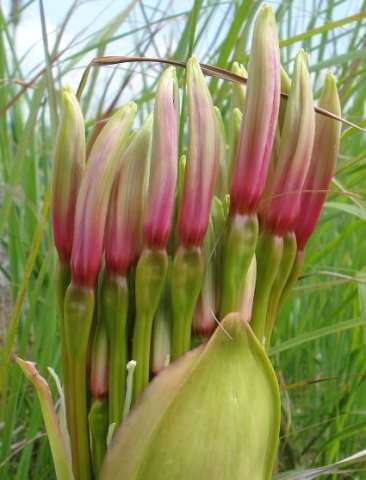 Brunsvigia radulosa buds